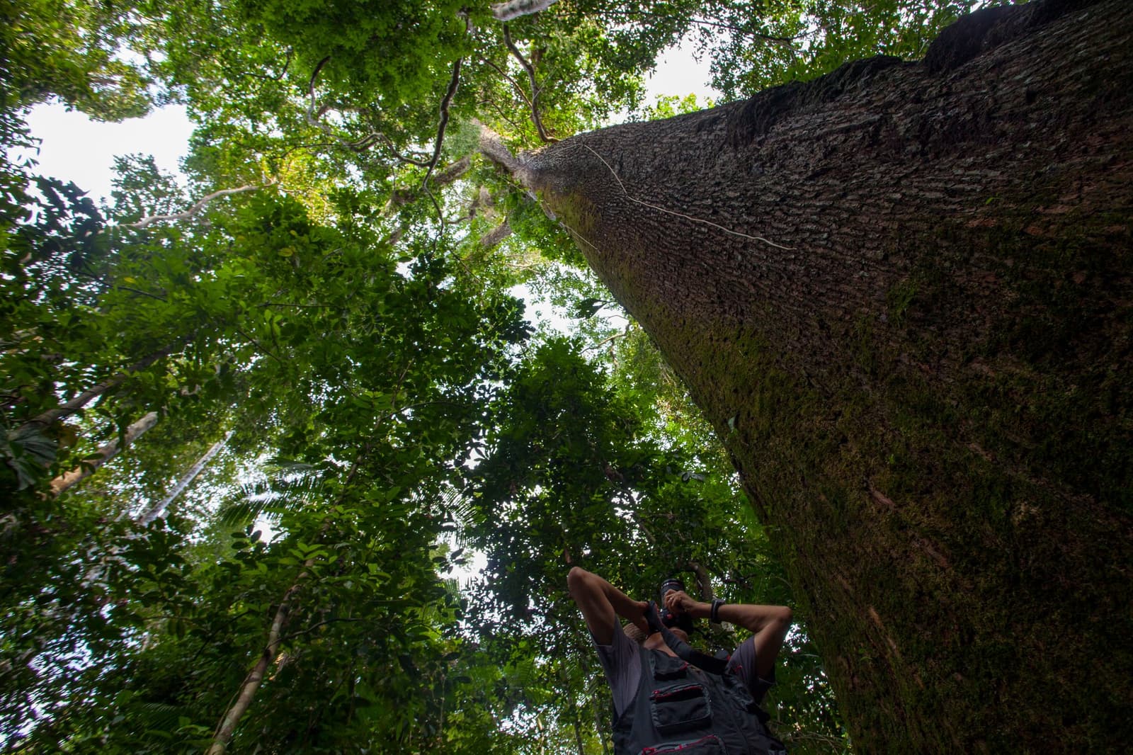 Neck craned, camera raised, the forest finally wins the argument. Photo: Samuel Melim A traveller with a camera looks straight up at a towering rainforest tree trunk on a luxury Pantanal and Amazon trip, the dense green canopy stretching skyward in a worm's-eye view