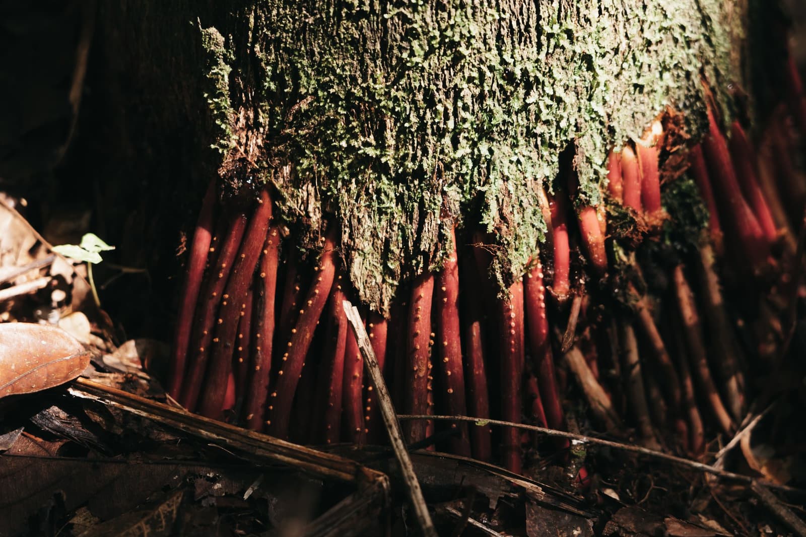 Der Waldboden hat seinen eigenen Plan, und Rot steht ganz oben auf der Liste. Dichtes Büschel leuchtend roter Pflanzentriebe mit kleinen gelben Punkten, die aus dem Boden an einem moosbedeckten Baumstamm im Amazonas-Regenwald sprießen