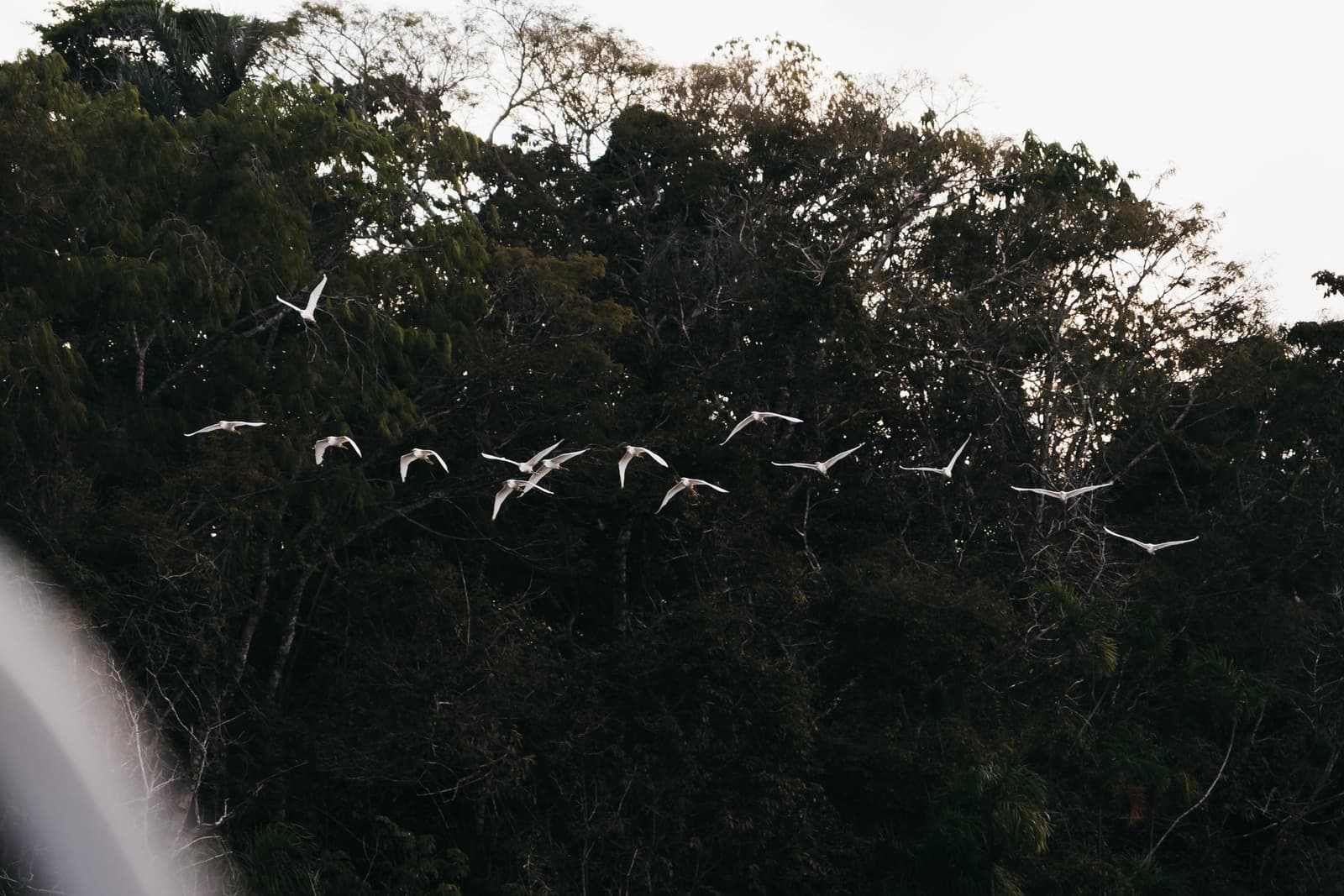 Vierzehn Vögel, ein gemeinsamer Impuls, kein Komitee nötig. Ein Schwarm weißer Reiher fliegt vor einem dichten Amazonas-Regenwalddach auf einer Luxus-Amazonas-Kreuzfahrt in Brasilien