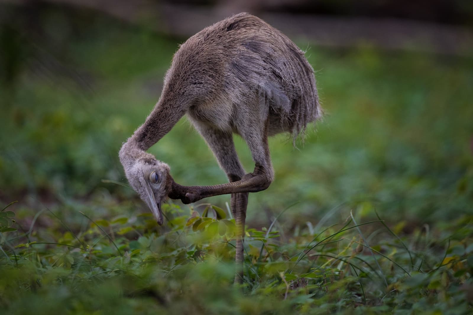 Too young for dignity, fully committed to breakfast. A fluffy greater rhea chick bends its long neck down to peck at low vegetation on a green grassy floor, on a luxury Pantanal and Amazon trip