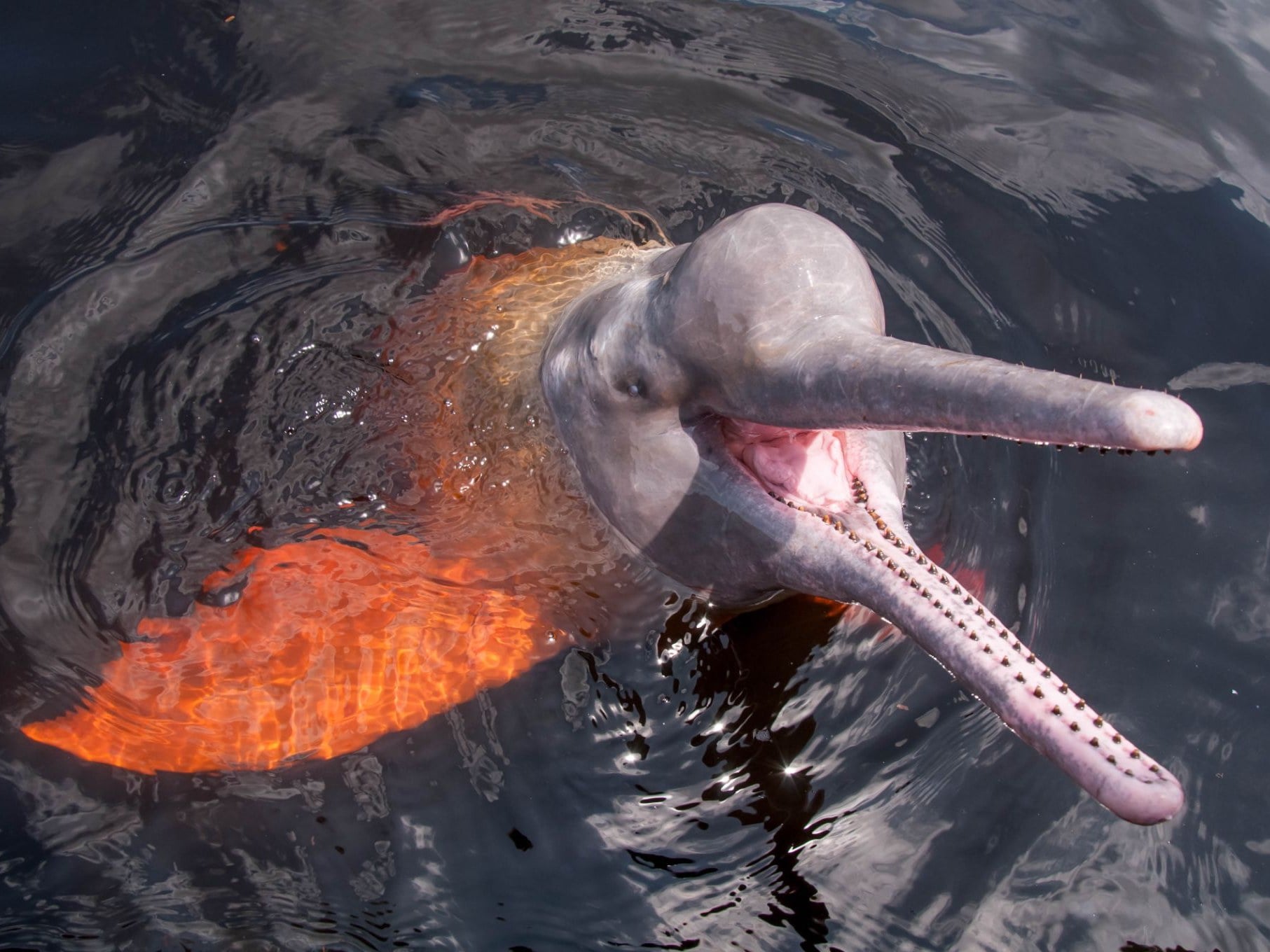 An Amazon pink river dolphin at the surface of a dark river, its long tooth-lined beak open and its head raised out of the water. An Amazon pink river dolphin at the surface of a dark river, its long tooth-lined beak open and its head raised out of the water.