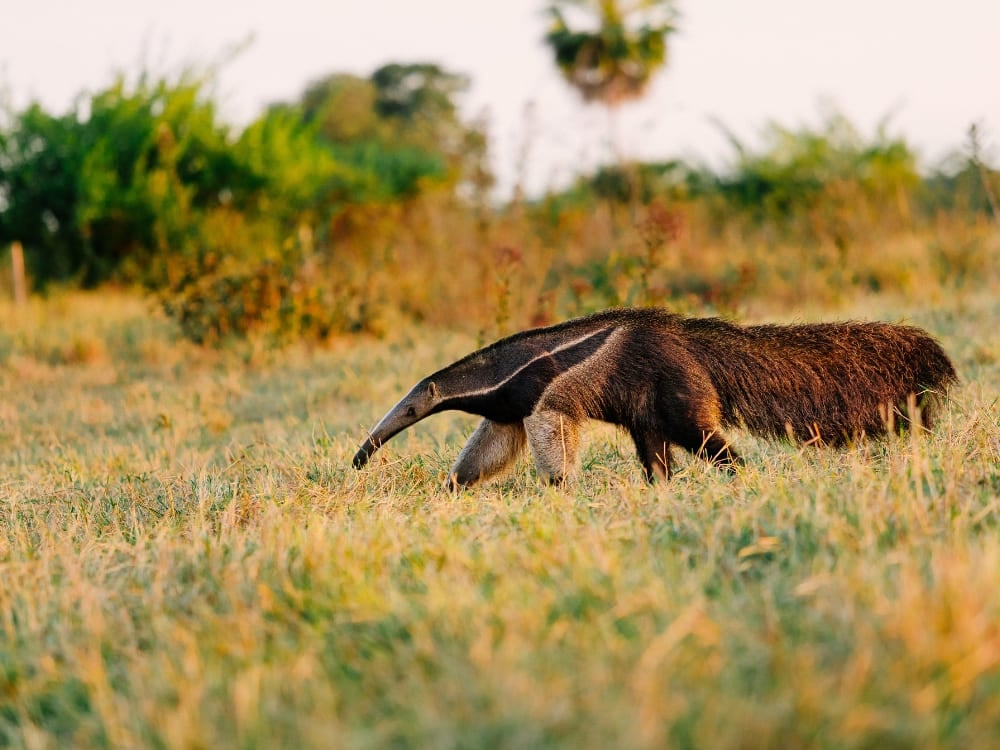 Ein Großer Ameisenbär läuft über die grasbewachsene Savanne, ein Highlight bei Sichtungen des Großen Ameisenbären in der Pantanal-Region. Ein Großer Ameisenbär läuft über die grasbewachsene Savanne, ein Highlight bei Sichtungen des Großen Ameisenbären in der Pantanal-Region.