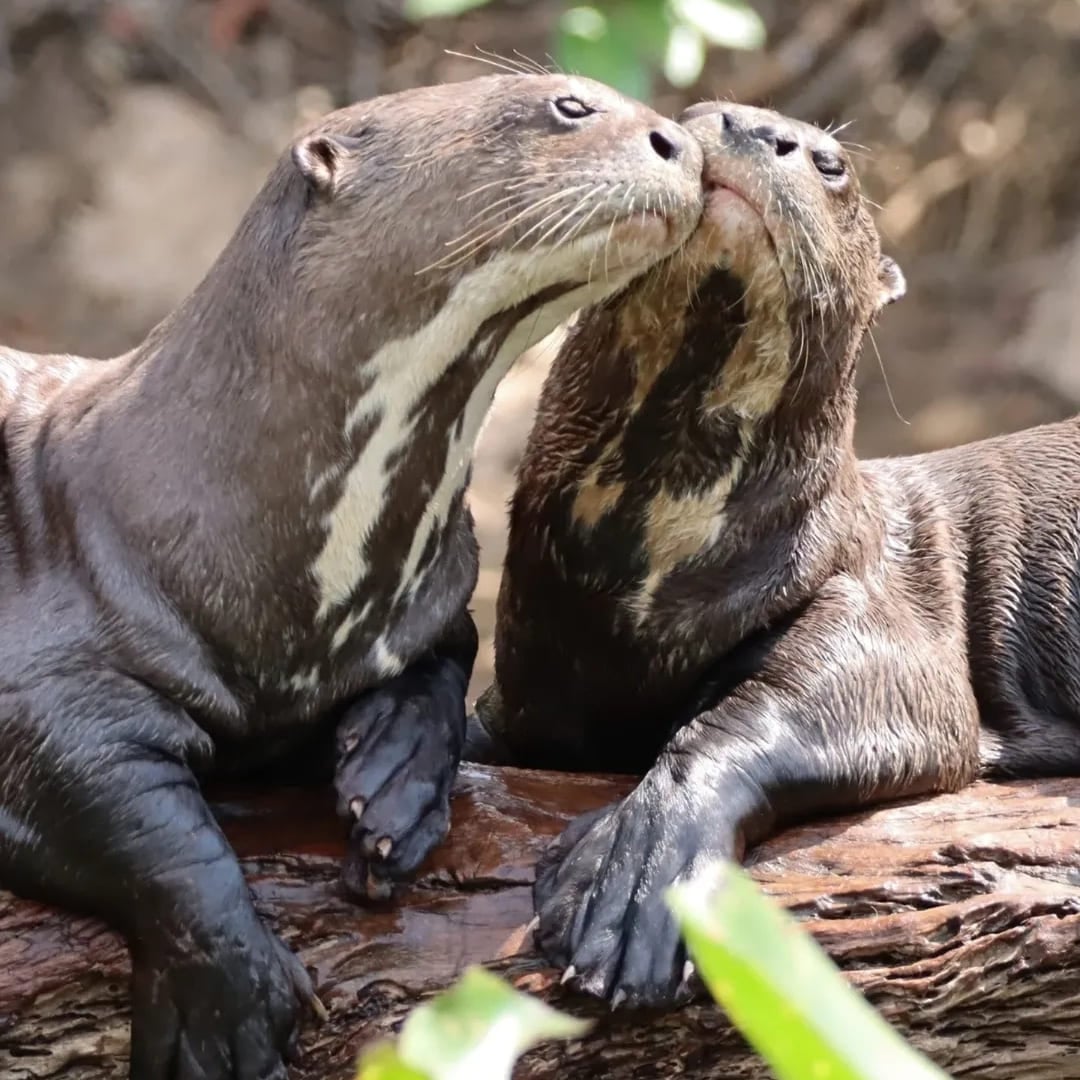 Zwei Riesenotter ruhen in ihrem natürlichen aquatischen Lebensraum dicht beieinander auf einem Holzstamm. Zwei Riesenotter ruhen in ihrem natürlichen aquatischen Lebensraum dicht beieinander auf einem Holzstamm.
