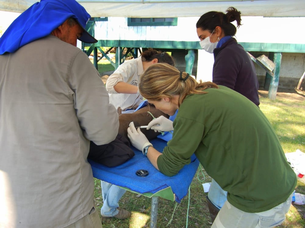Ein Forscherteam untersucht im Rahmen eines Wildtierüberwachungsprojekts sorgfältig einen Riesenotter auf einem blauen medizinischen Untersuchungstisch. Ein Forscherteam untersucht im Rahmen eines Wildtierüberwachungsprojekts sorgfältig einen Riesenotter auf einem blauen medizinischen Untersuchungstisch.