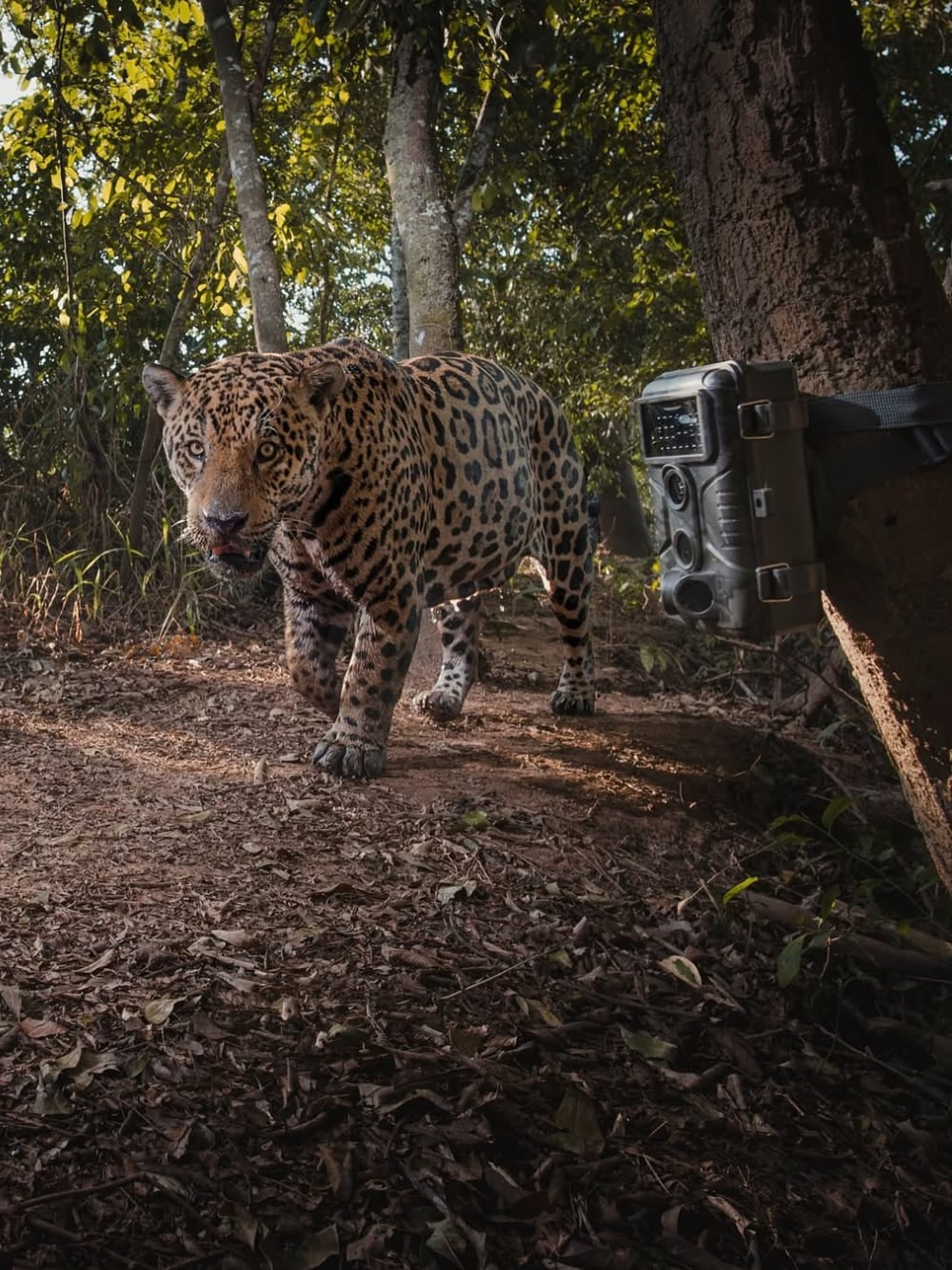 Ein großer Jaguar läuft an einer an einem Baum befestigten, bewegungsaktivierten Kamerafalle für das Jaguar Identification Project vorbei. Ein großer Jaguar läuft an einer an einem Baum befestigten, bewegungsaktivierten Kamerafalle für das Jaguar Identification Project vorbei.