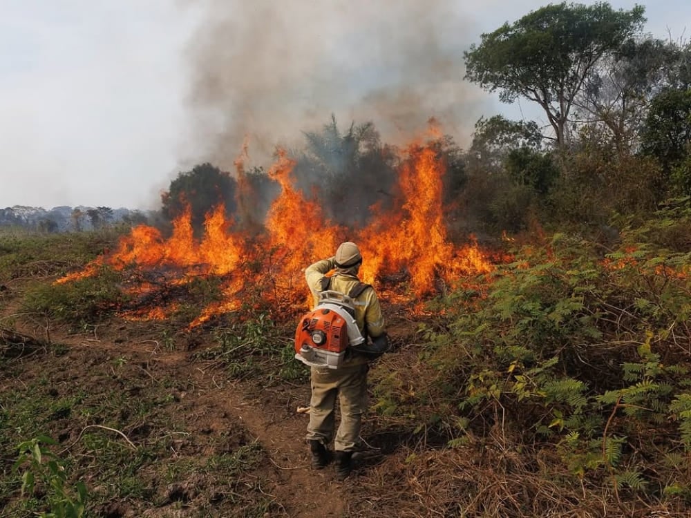 Ein mit einem Laubbläser ausgestatteter Feuerwehrmann arbeitet daran, die Flammen während eines Vegetationsbrandes im Pantanal zu kontrollieren. Ein mit einem Laubbläser ausgestatteter Feuerwehrmann arbeitet daran, die Flammen während eines Vegetationsbrandes im Pantanal zu kontrollieren.