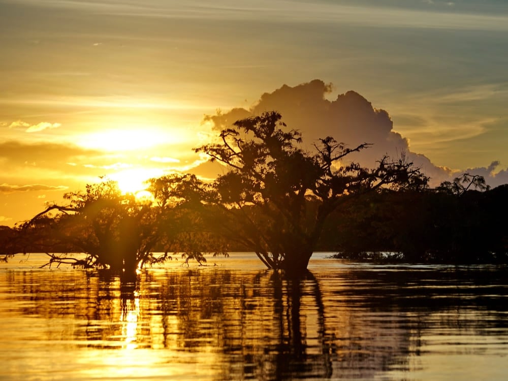 Pôr do sol dourado refletindo nas águas calmas de uma floresta de igapó inundada na Amazônia. Pôr do sol dourado refletindo nas águas calmas de uma floresta de igapó inundada na Amazônia.