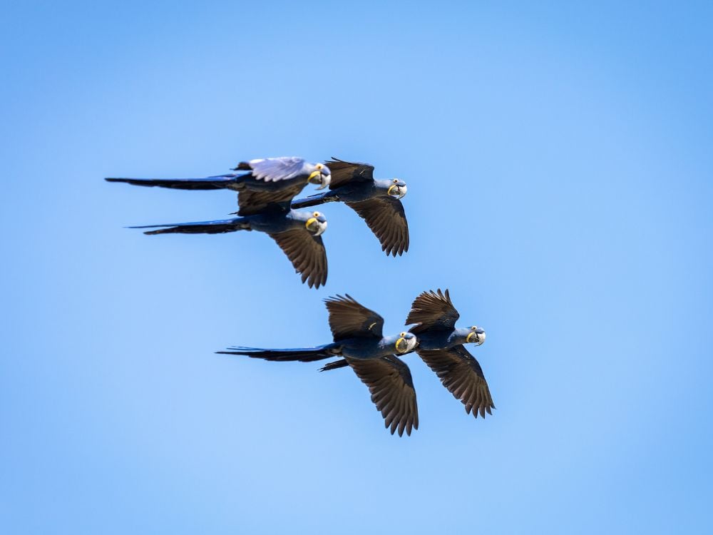 Trois aras hyacinthe volant en formation dans un ciel bleu clair, une vue courante lors d'un safari Pantanal. Trois aras hyacinthe volant en formation dans un ciel bleu clair, une vue courante lors d'un safari Pantanal.