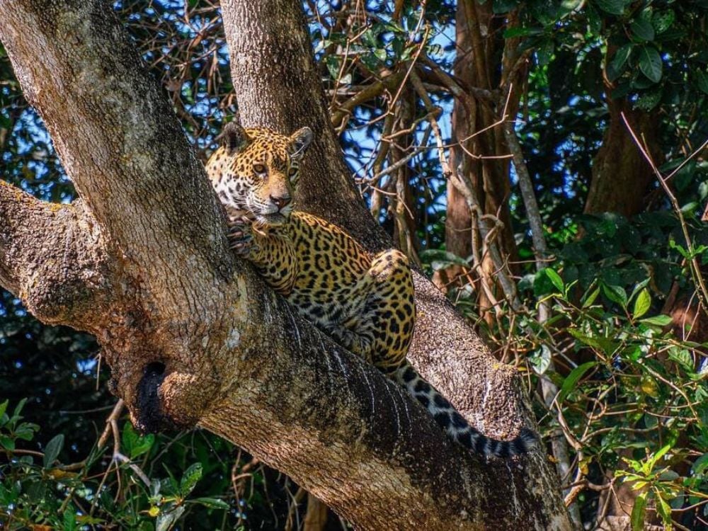Uma grande onça do Pantanal descansa confortavelmente em um galho grosso de árvore. Uma grande onça do Pantanal descansa confortavelmente em um galho grosso de árvore.