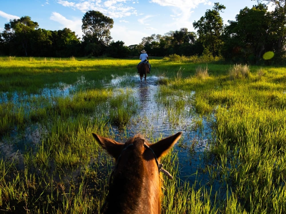 Un voyageur à cheval traversant des zones humides peu profondes, une activité populaire pour explorer le Pantanal. Un voyageur à cheval traversant des zones humides peu profondes, une activité populaire pour explorer le Pantanal.