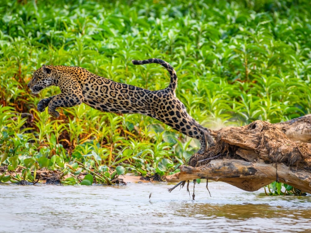 Un jaguar sautant d'un tronc dans l'eau, capturant l'action intense de la faune observée lors des circuits au Pantanal. Un jaguar sautant d'un tronc dans l'eau, capturant l'action intense de la faune observée lors des circuits au Pantanal.