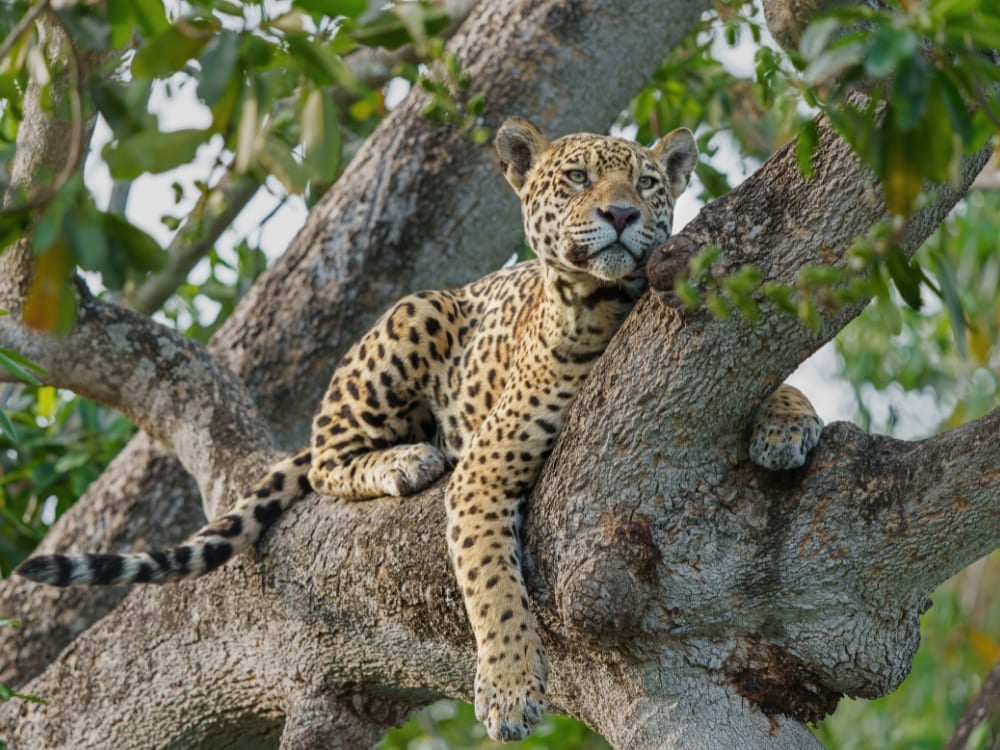 Un jaguar se reposant sur une branche d'arbre dans le nord du Pantanal, observé pendant la saison sèche, la meilleure période pour visiter le Pantanal pour voir les grands félins. Un jaguar se reposant sur une branche d'arbre dans le nord du Pantanal, observé pendant la saison sèche, la meilleure période pour visiter le Pantanal pour voir les grands félins.