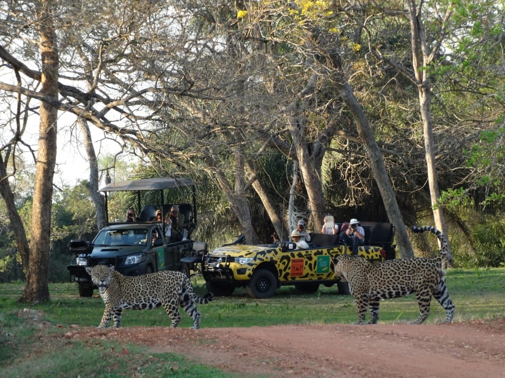 Safari vehicles parked on a dirt road observing jaguars crossing the path during a sustainable wildlife tour. Safari vehicles parked on a dirt road observing jaguars crossing the path during a sustainable wildlife tour.