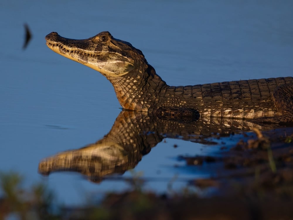 Ein Kaiman ruht in ruhigem Wasser, während sich sein Kopf auf der Oberfläche spiegelt (Pantanal, Brasilien). Ein Kaiman ruht in ruhigem Wasser, während sich sein Kopf auf der Oberfläche spiegelt (Pantanal, Brasilien).