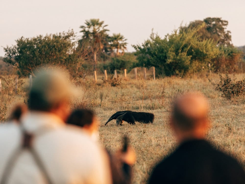 Reisende sichten einen seltenen Großen Ameisenbären im Abendlicht während einer Pantanal Safari. Reisende sichten einen seltenen Großen Ameisenbären im Abendlicht während einer Pantanal Safari.