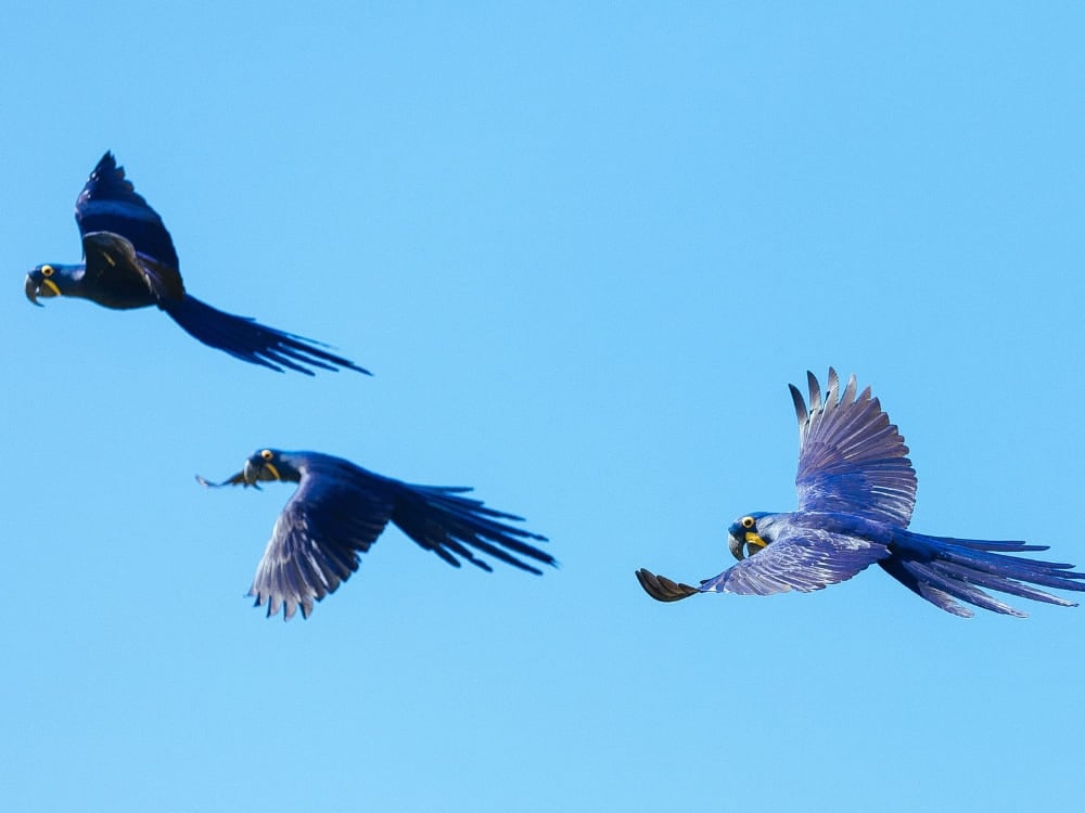 Drei leuchtende Hyazinth-Aras mit tiefblauen Federn fliegen während einer Pantanal Safari in Brasilien über einen klaren Himmel. Drei leuchtende Hyazinth-Aras mit tiefblauen Federn fliegen während einer Pantanal Safari in Brasilien über einen klaren Himmel.