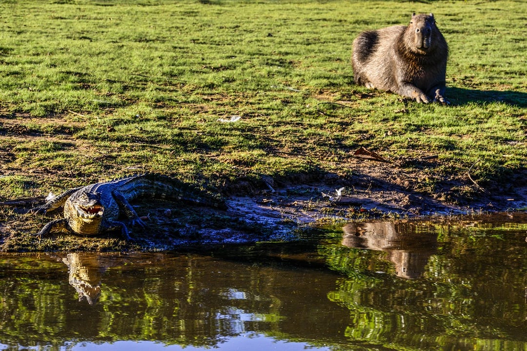 Un capybara se reposant sur l'herbe près d'un caïman au bord de l'eau, typique de la faune diversifiée des zones humides du Pantanal. Un capybara se reposant sur l'herbe près d'un caïman au bord de l'eau, typique de la faune diversifiée des zones humides du Pantanal.
