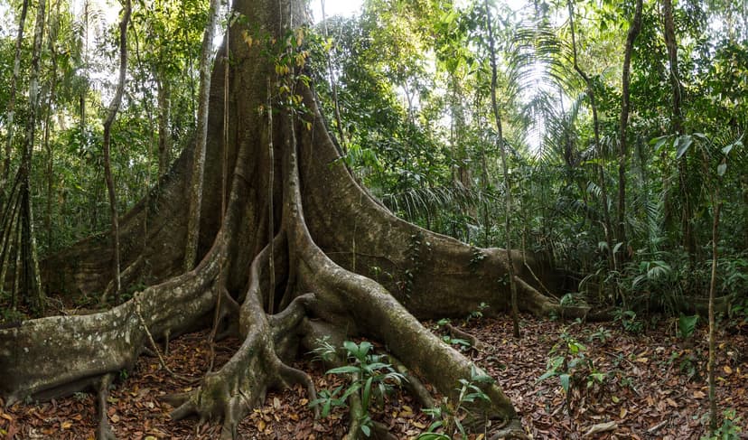 Amazon Turtle Lodge: 5-day Amazon Rainforest Holiday in Brazil Amazon Turtle Lodge: 5-day Amazon Rainforest Holiday in Brazil