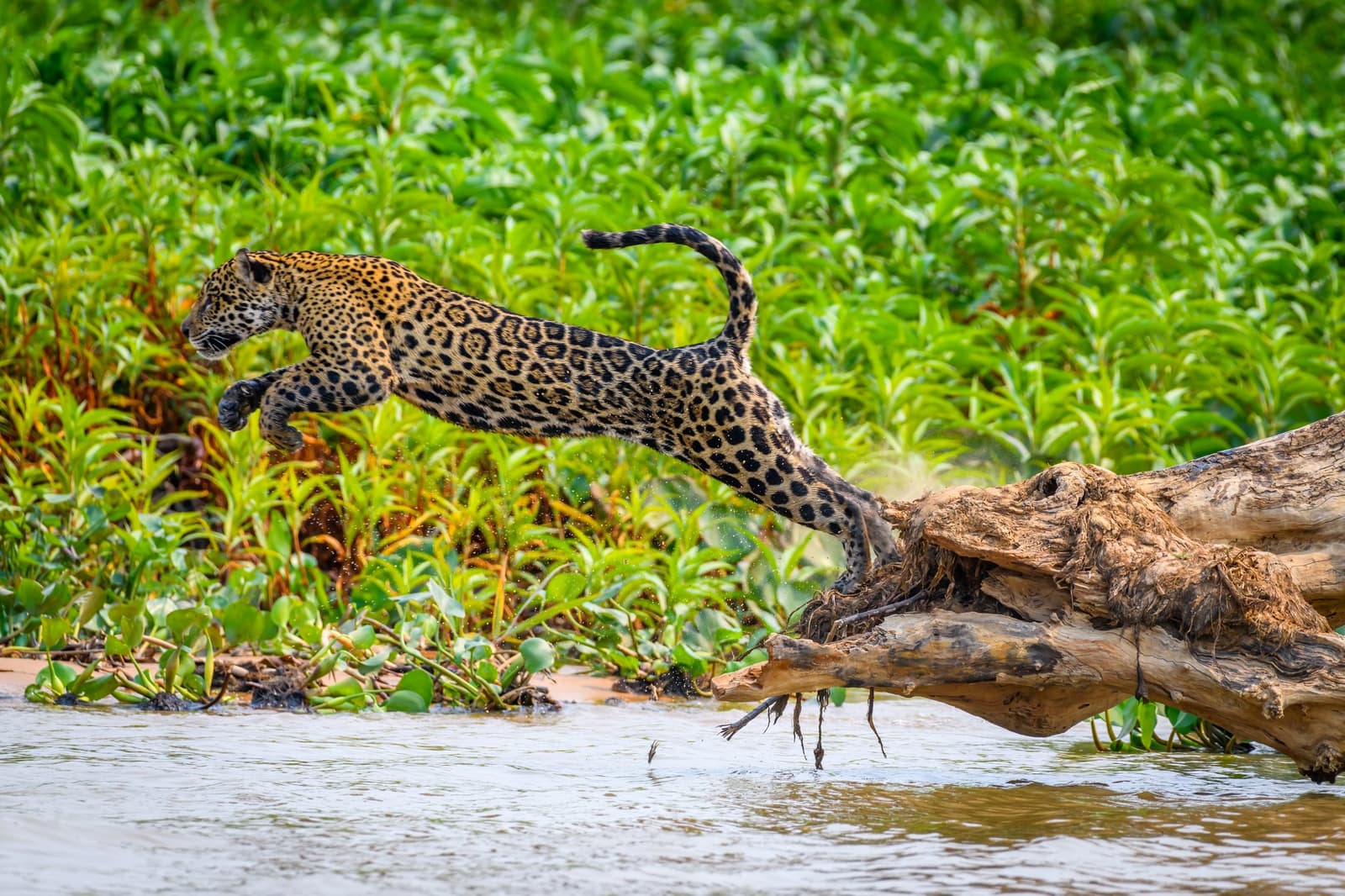 Full stretch, no hesitation, this is what a jaguar in its element looks like. A jaguar mid-leap from a weathered fallen log over a river's edge during a Pantanal Jaguar Photography Tour, its spotted coat fully extended against a backdrop of lush green riverbank vegetation
