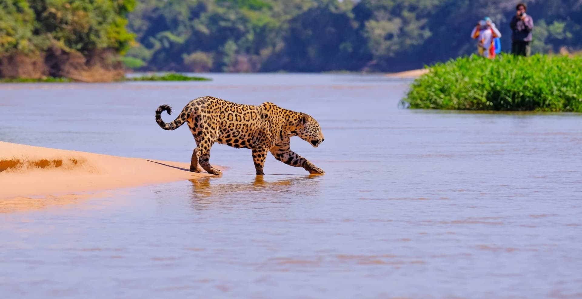 Porto Jofre: safari fotografico ai giaguari nel Pantanal in 6 giorni Porto Jofre: safari fotografico ai giaguari nel Pantanal in 6 giorni