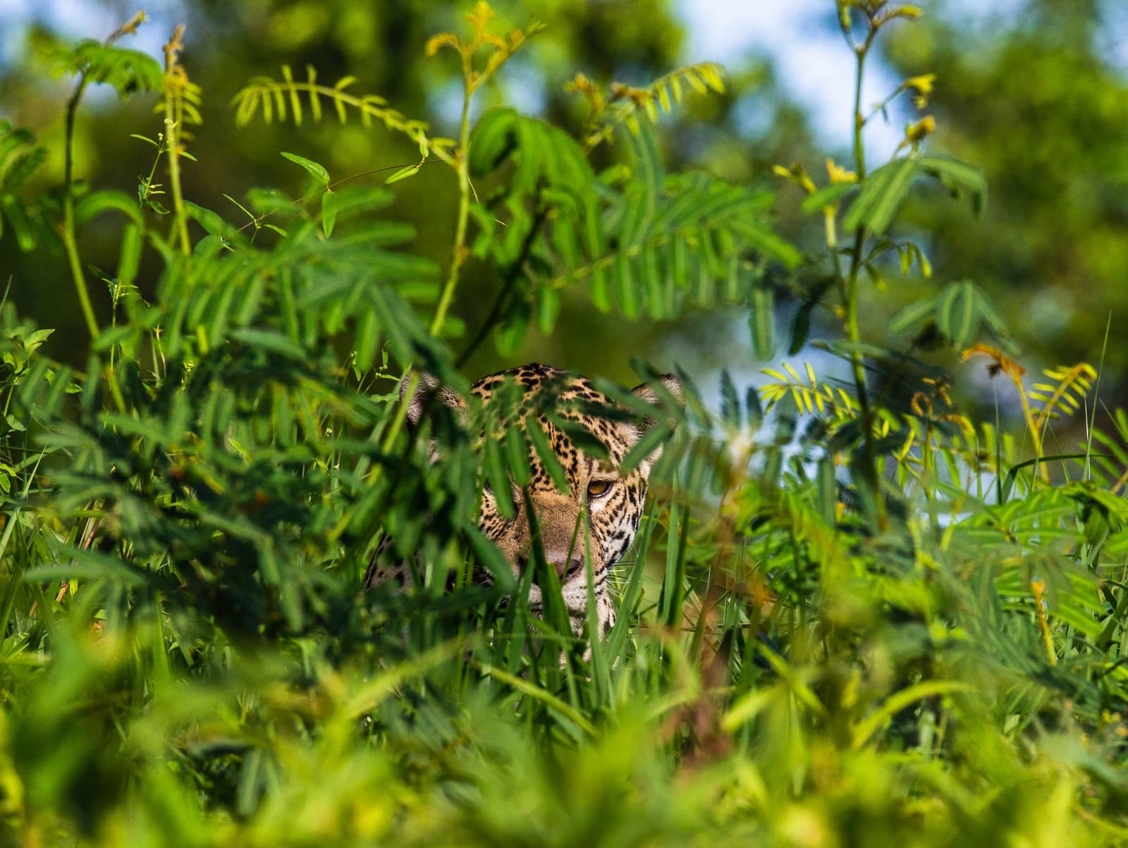 It's watching you. Has been for a while. A jaguar's spotted face and amber eye peering through dense green foliage during a Pantanal Jaguar Photography Tour