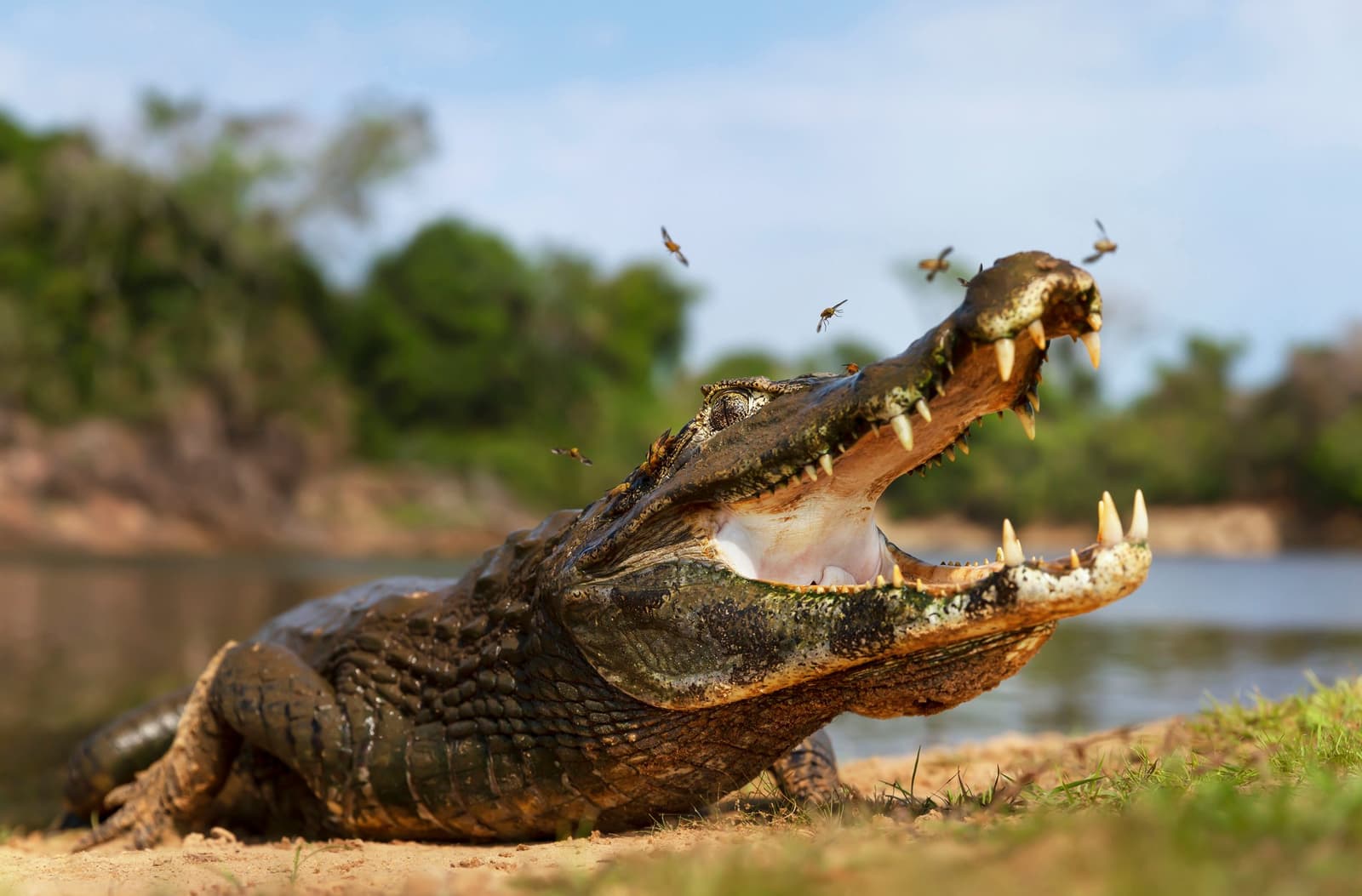 Even the flies aren't impressed by those teeth. A caiman basking on a sandy riverbank with its jaws wide open and several insects buzzing around its snout, on this Pantanal Jaguar Photography Tour where reptiles are among the many wildlife encounters alongside jaguars.