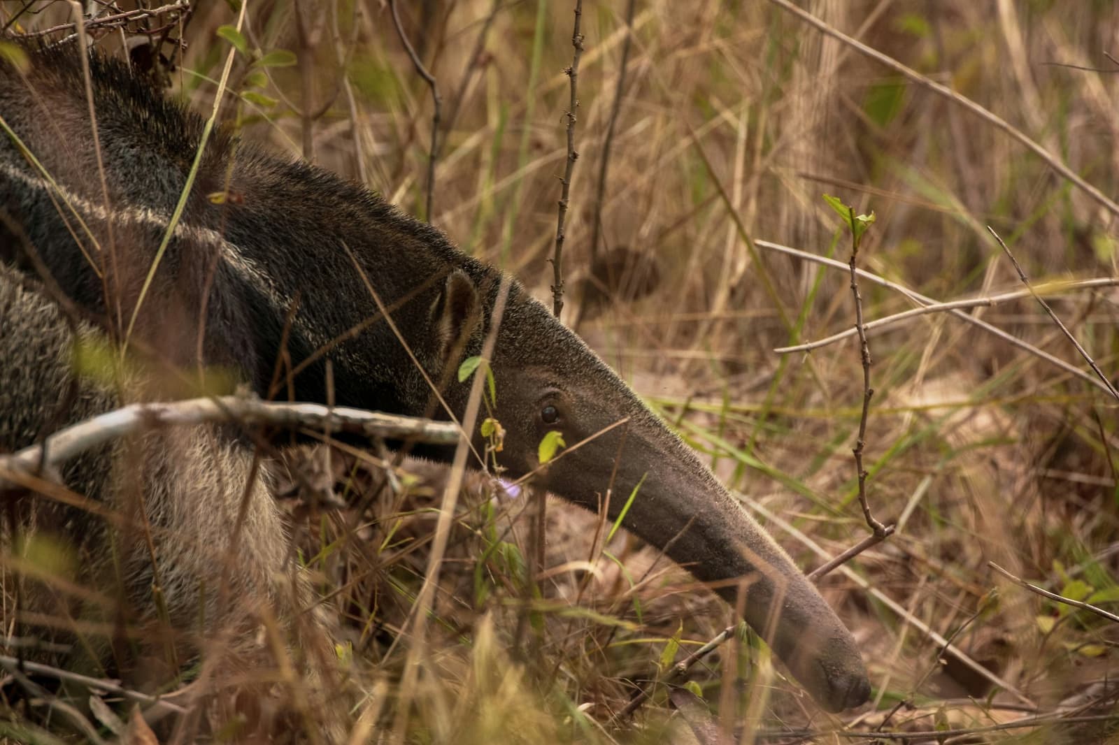 Nose down, totally focused, not remotely bothered by your camera. A giant anteater moving low through dry golden grass and bare shrub stems on this Pantanal Jaguar Photography Tour, its long tubular snout pointing toward the ground as it searches for insects