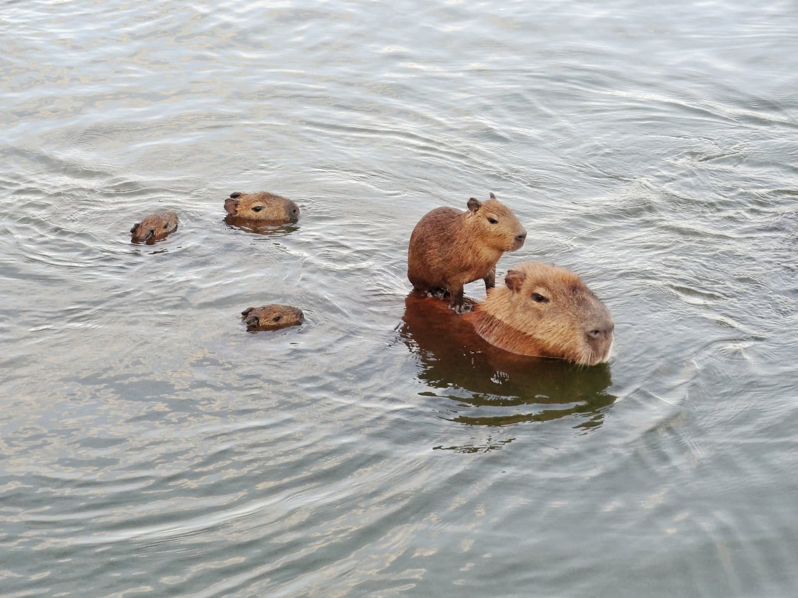 The youngster who figured out the family comes with a built-in ferry. A group of capybaras swimming in a river on the Pantanal Jaguar Photography Tour, with a young pup perched on an adult's back as others paddle nearby