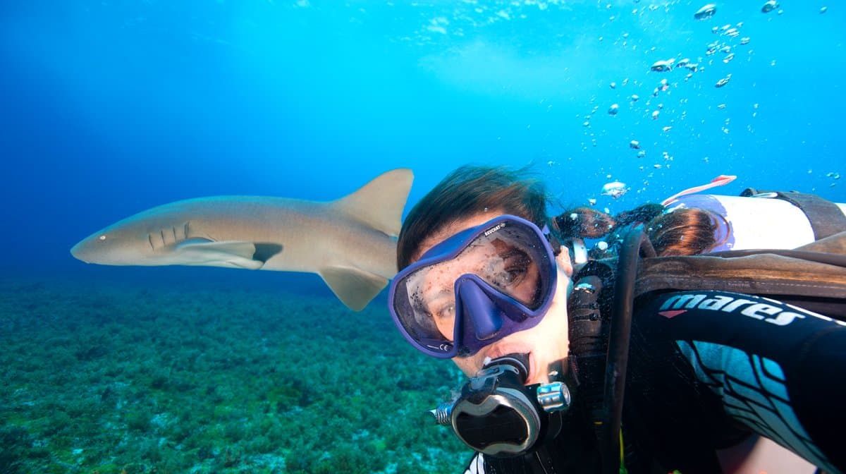 Close enough to count the gill slits — reef sharks share the water here. Photo: Zaira Matheus A scuba diver comes face to face with a reef shark gliding past during a 2-Day Diving Package in Fernando de Noronha, with algae-covered seafloor visible below in clear blue water