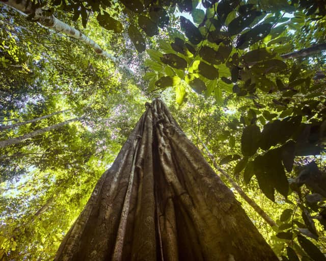 Ecotoerisme in het Amazonewoud: Een oplossing voor ontbossing Ecotoerisme in het Amazonewoud: Een oplossing voor ontbossing