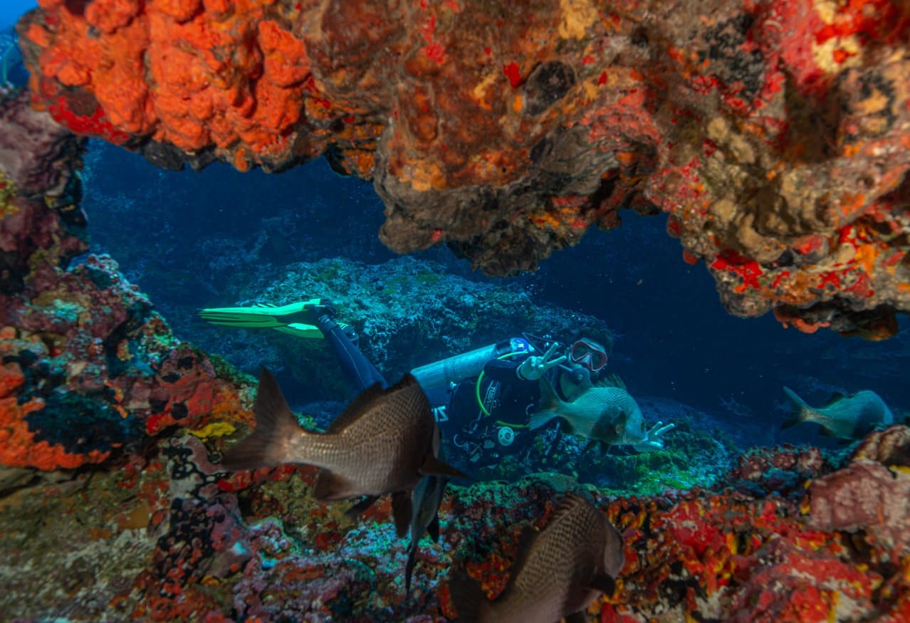 Os peixes na frente ignoram tudo. O mergulhador atrás, não consegue. Um mergulhador atravessa um arco de rocha subaquático coberto de esponjas laranja e vermelhas durante o curso de mergulho Adventurer em Fernando de Noronha, com grandes peixes de recife em primeiro plano