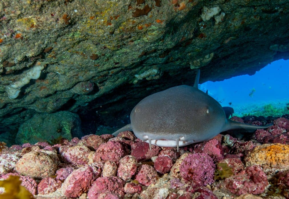 Calmo, no seu canto, como quem sabe que o recife é seu. Um tubarão-lixa repousa imóvel sobre rochas incrustadas de rosa sob uma saliência vulcânica escura durante o Adventurer Diving Course em Fernando de Noronha, com um mergulhador visível na água azul ao fundo