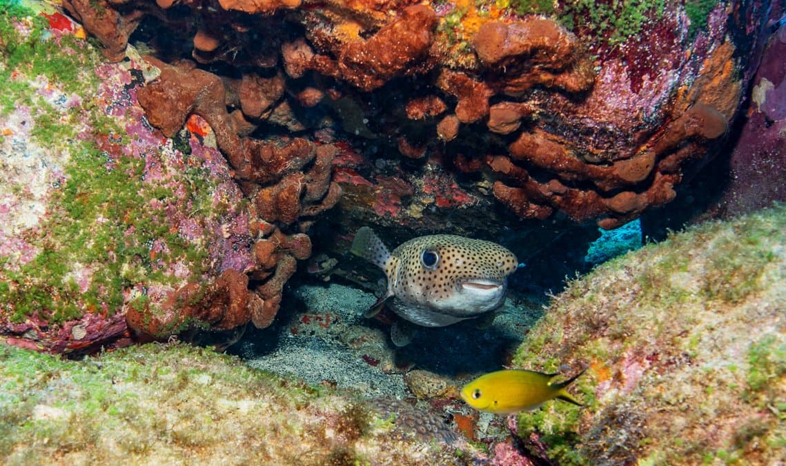Achou o cantinho perfeito e não está com pressa nenhuma de sair. Um baiacu-de-espinho manchado abrigado em uma fenda colorida de recife durante o Adventurer Diving Course em Fernando de Noronha, com um pequeno peixe amarelo passando em primeiro plano