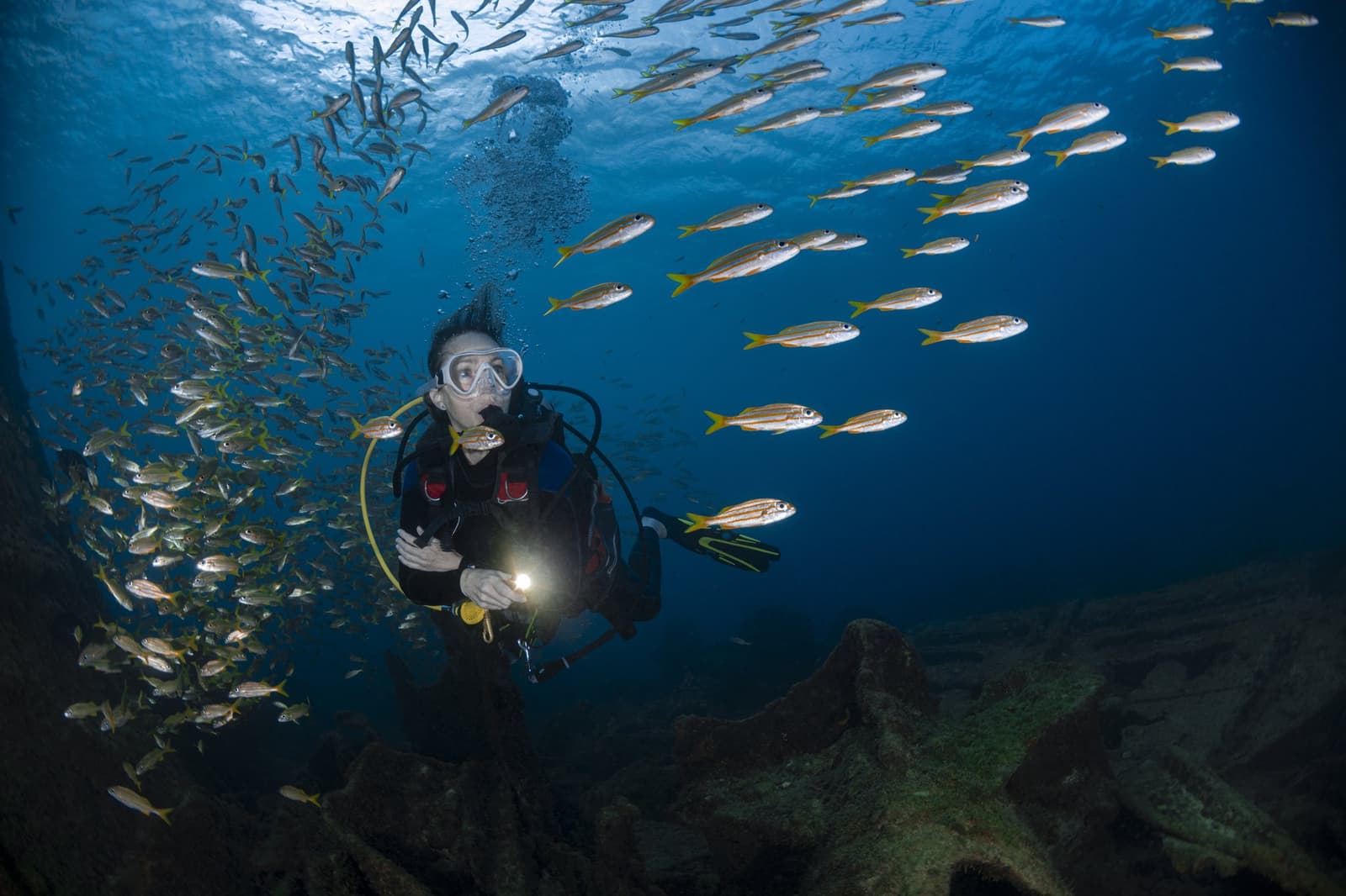 Centenas de peixes ao redor, e a sensação de que você é o visitante aqui. Um mergulhador segurando uma lanterna é envolvido por um cardume denso de peixes com listras amarelas durante o curso de mergulho Adventurer em Fernando de Noronha, com formações rochosas de recife visíveis na água azul cristalina