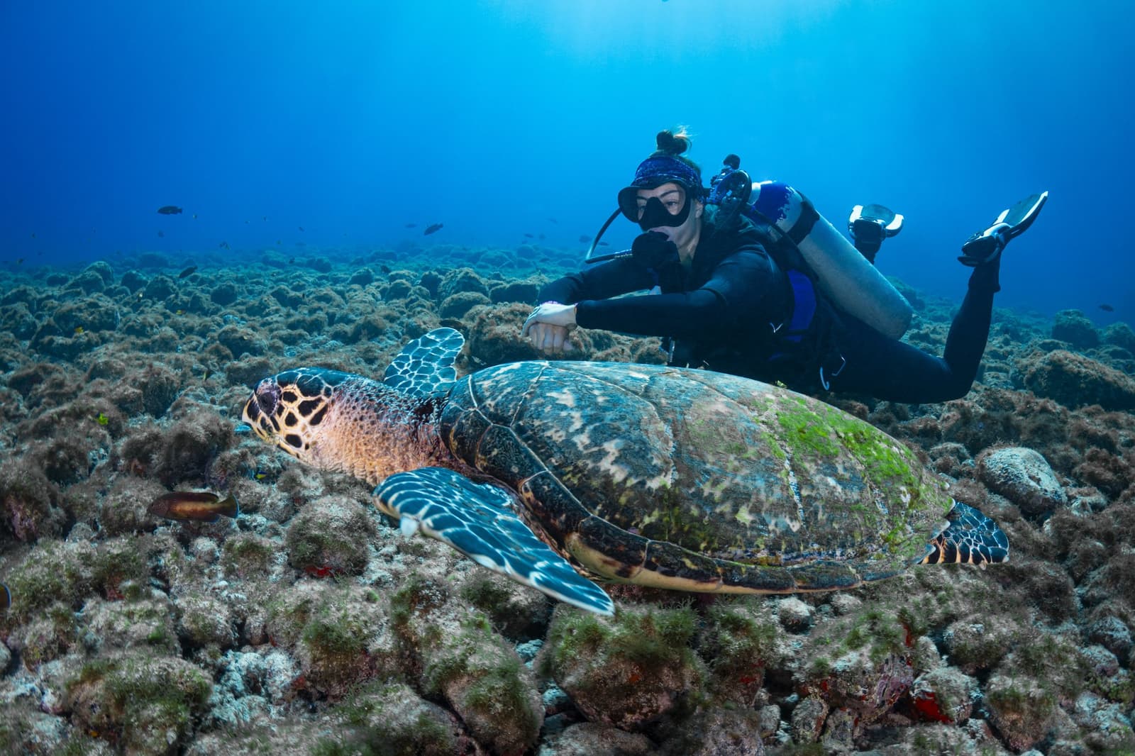 Vizinhança boa: ela mora aqui há décadas e ainda recebe visitas com calma. Uma mergulhadora de roupa preta paira ao lado de uma grande tartaruga-marinha pousada em um recife rochoso durante o Curso Adventurer de Mergulho em Fernando de Noronha, com água azul profunda ao fundo