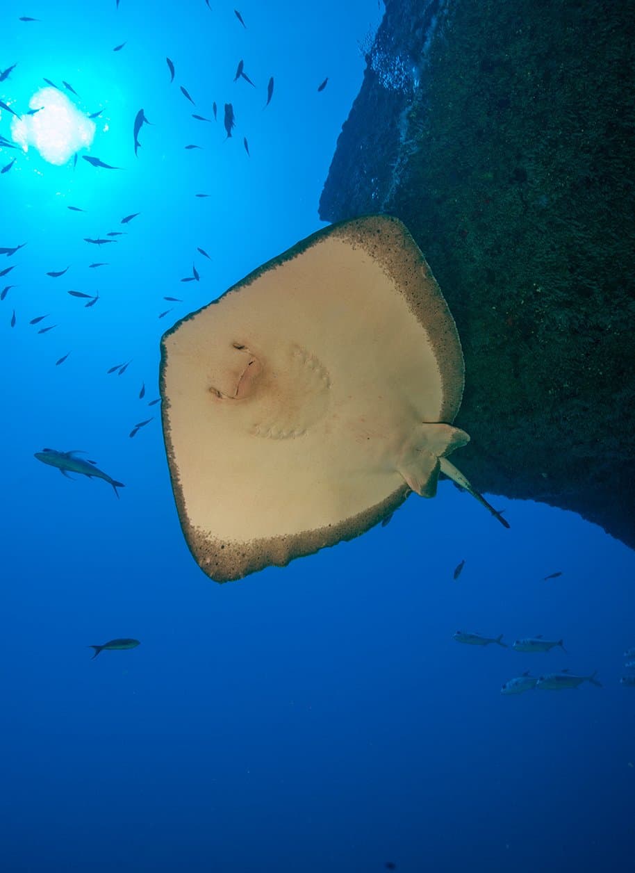 Tem encontro embaixo d'água que te olha bem nos olhos, do jeito dele. Uma arraia de grande porte desliza ao longo de uma parede rochosa vulcânica escura, com sua barriga creme e boca bem visíveis enquanto pequenos peixes se dispersam na água azul iluminada pelo sol acima