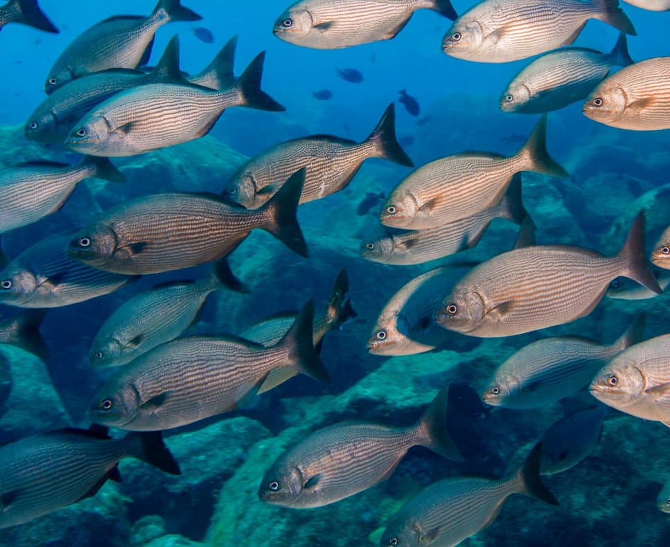 Centenas deles, um só movimento. O recife mal consegue aparecer na foto. Um cardume denso de peixes prateados com listras nada em formação sobre um recife rochoso, uma cena comum durante o curso de mergulho Advanced Adventurer em Fernando de Noronha