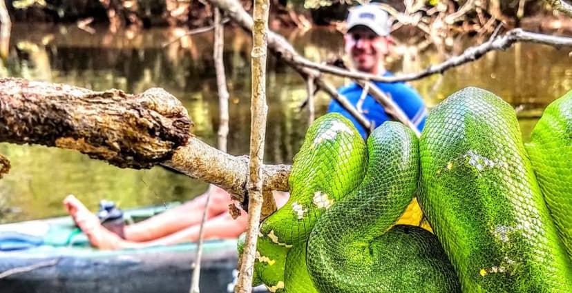 A large bright-green snake with white markings coiled tightly around a bare branch overhanging a jungle river, spotted during an Amazon kayak tour in Brazil, with a smiling guide visible in a kayak behind A large bright-green snake with white markings coiled tightly around a bare branch overhanging a jungle river, spotted during an Amazon kayak tour in Brazil, with a smiling guide visible in a kayak behind