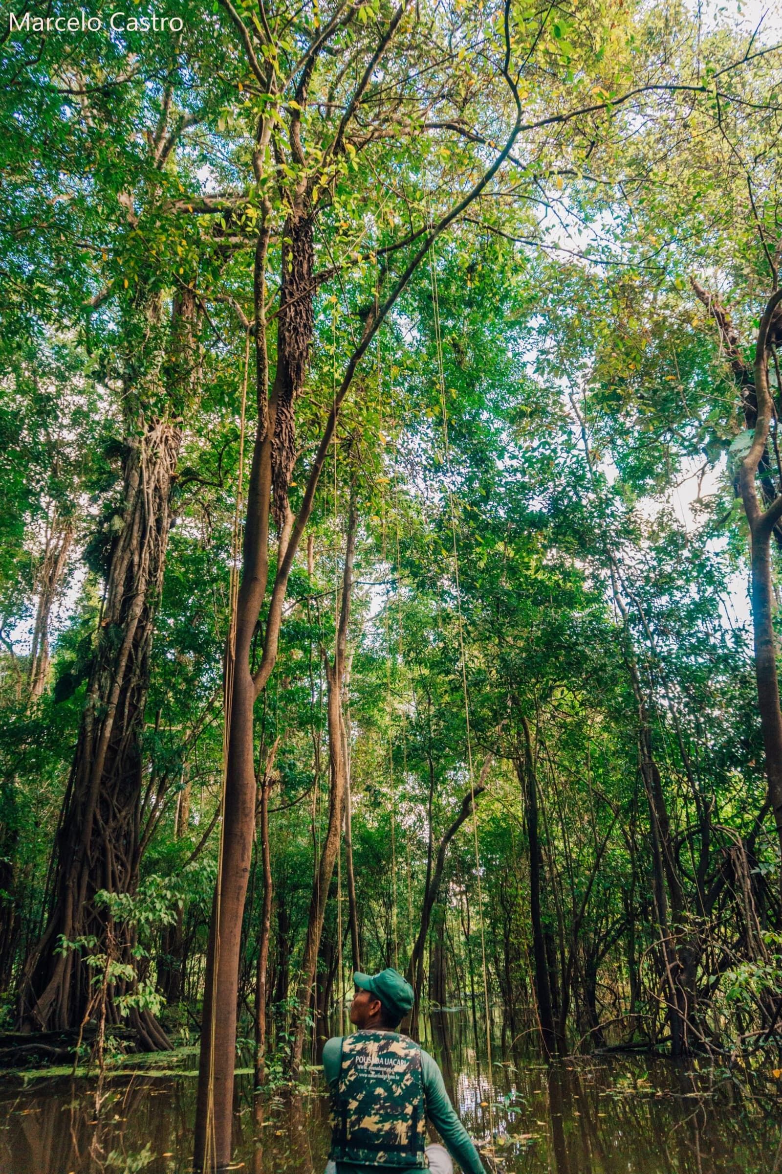 Treetops worth craning your neck for — the forest floor swallowed by the flood season. Photo: Marcelo Castro A guide in a life vest gazes up at towering trees rising from flooded igapó forest on an amazon rainforest ecolodge trip in brazil, long aerial roots and hanging lianas framing the canopy above