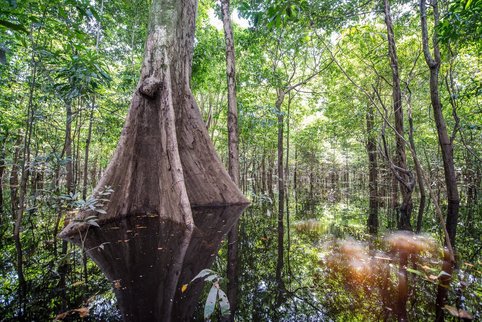 Ancient roots, black water, living cathedral — the igapó flooded forest swallows time whole. Photo: MARCELO ISOLA A massive buttressed tree rising from dark tannin-stained floodwaters in an igapó flooded forest, its reflection mirrored perfectly on the still black water, surrounded by dense green canopy at Anavilhanas Jungle Lodge Brazil