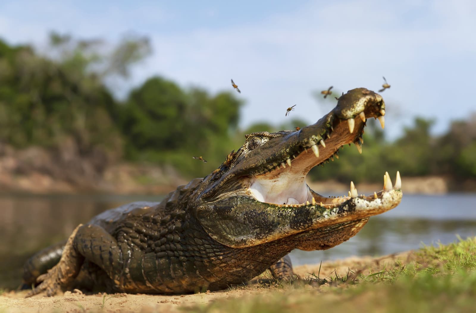 Teeth out, flies in — thermoregulation has never looked so dramatic. Photo: Dgwildlife A caiman basks on a sandy riverbank with its jaws wide open and insects buzzing around its snout, a scene typical of a budget Pantanal tour wildlife encounter