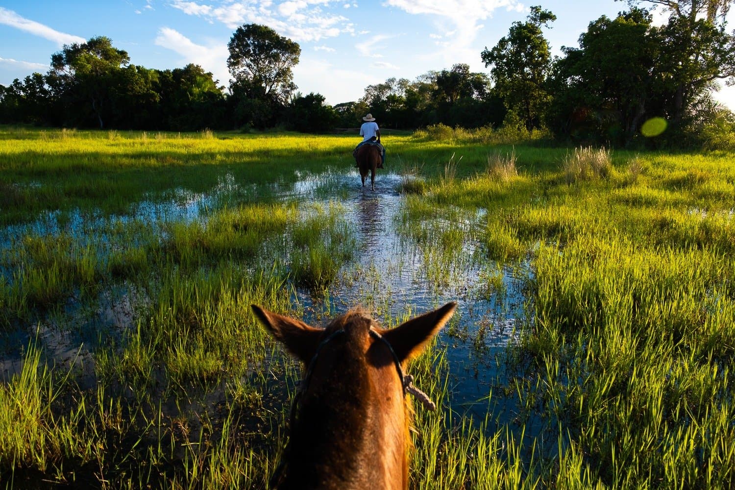 Hooves in the water, ears pricked forward — the wetlands open up. POV from horseback following a rider in a straw hat across a shallow flooded grassland on a budget Pantanal tour, lush green reeds and tropical trees stretching to a blue sky