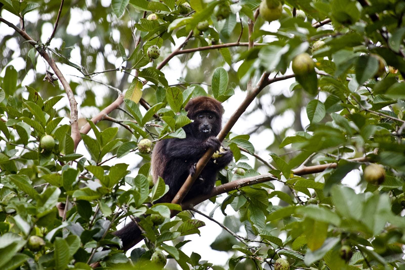 Caught mid-snack, high above the forest floor. A dark-furred howler monkey perched in a fruit-laden tree, gripping a branch and feeding on small green fruits during a budget Pantanal tour wildlife safari