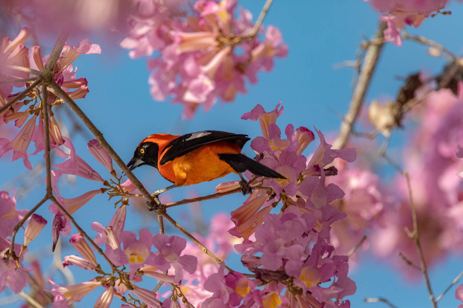 Brilliant plumage, softer than any filter — nature delivers colour for free. A vivid orange-and-black oriole-like bird with a yellow eye perches among pink trumpet-tree blossoms against a clear blue sky on a budget Pantanal tour