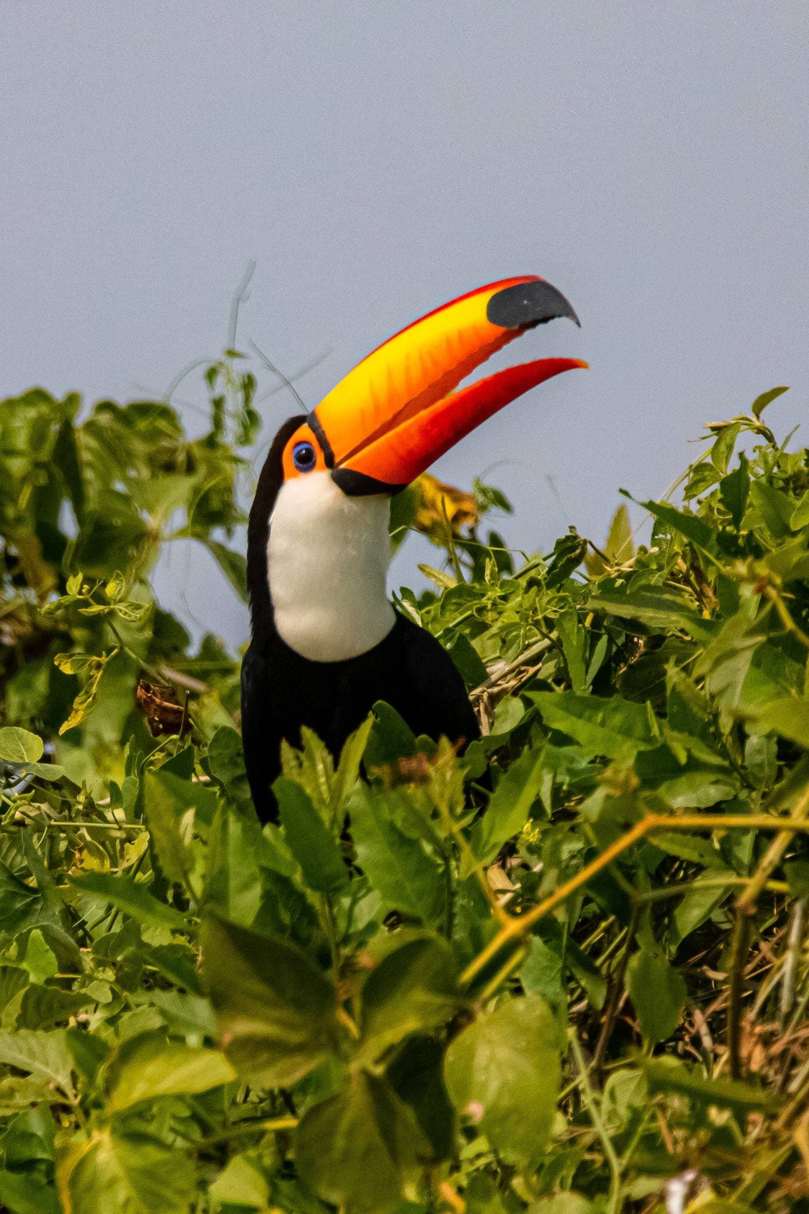 That bill — larger than life and twice as bold. A toco toucan with its vivid orange-and-red bill held open perches amid dense green foliage on a budget Pantanal tour wildlife safari