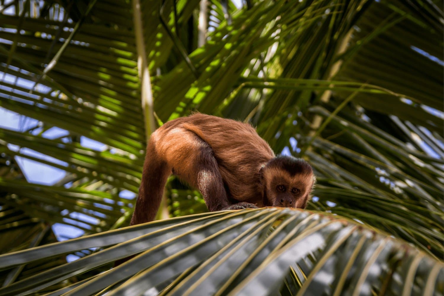 Overhead and unbothered — a capuchin monkey rules the palm canopy. Photo 5