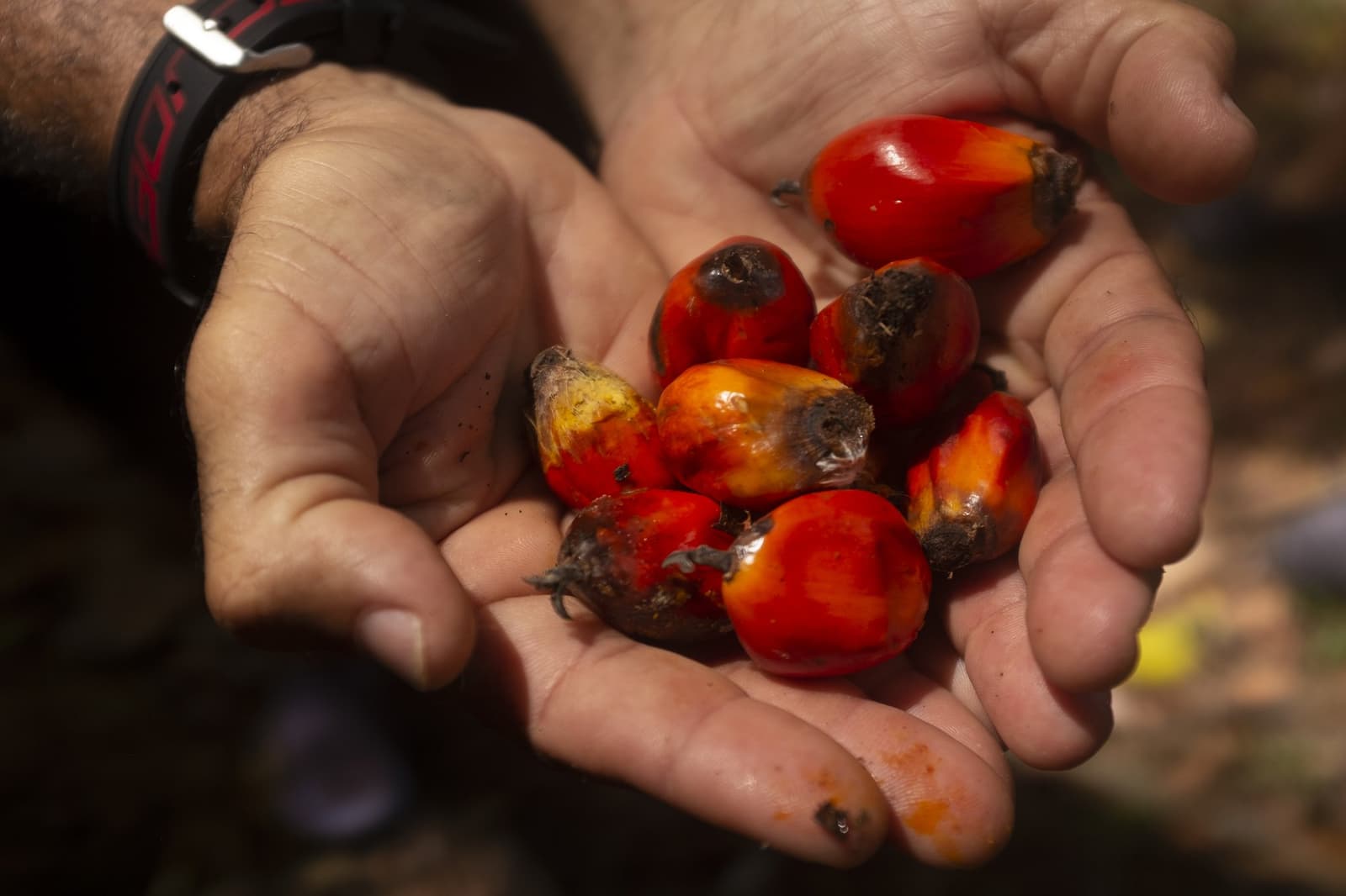 Vers van het land — glanzende tropische vruchten in volle kleur. Twee handen met versgeoogste rode en oranje palmvruchten op een boerderijbezoek langs de cacao route in Bahia tijdens een fietsvakantie