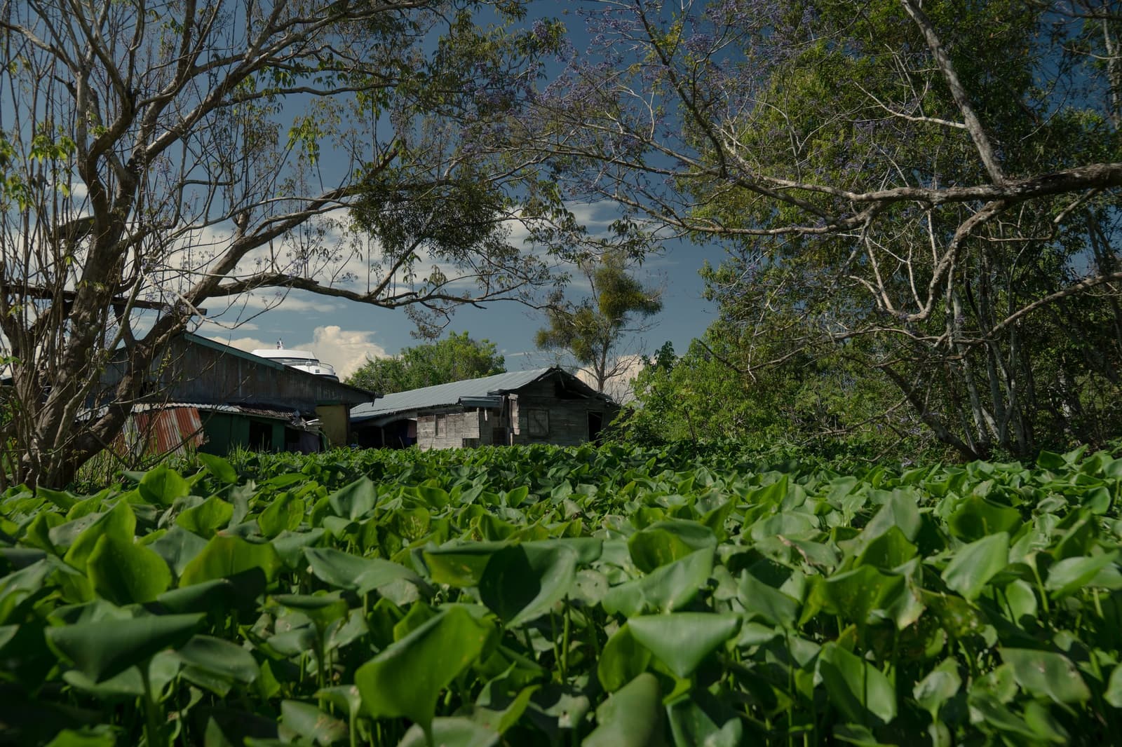 Still water, green abundance, and a quiet village hidden behind the leaves. A carpet of water hyacinths stretches before weathered wooden riverside dwellings framed by tall trees under a dramatic blue sky, seen from a low angle on a luxury Amazon cruise in Brazil