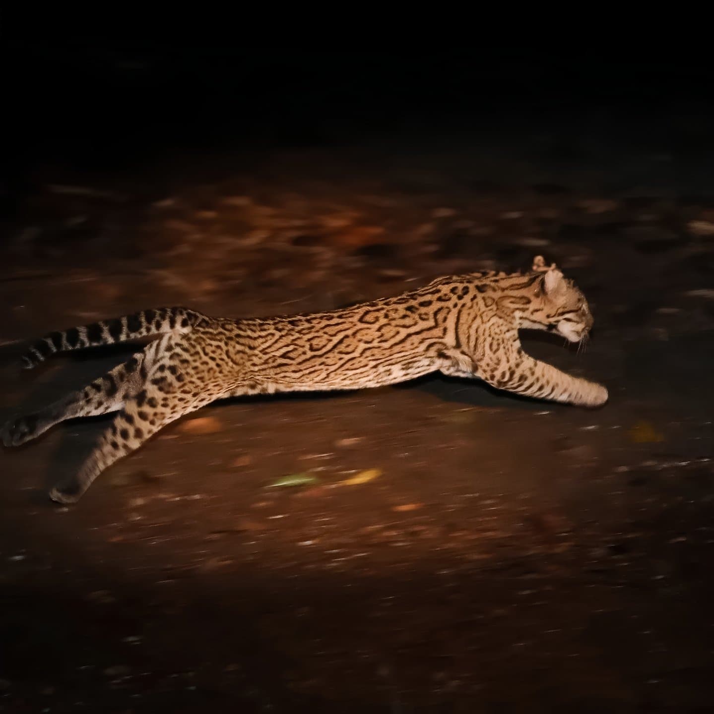 Pure speed — an ocelot launches into the night, spotted coat blazing under the spotlight. An ocelot caught mid-leap at night during a Pantanal Bonito tour, its rosette-patterned coat sharp against the dark ground