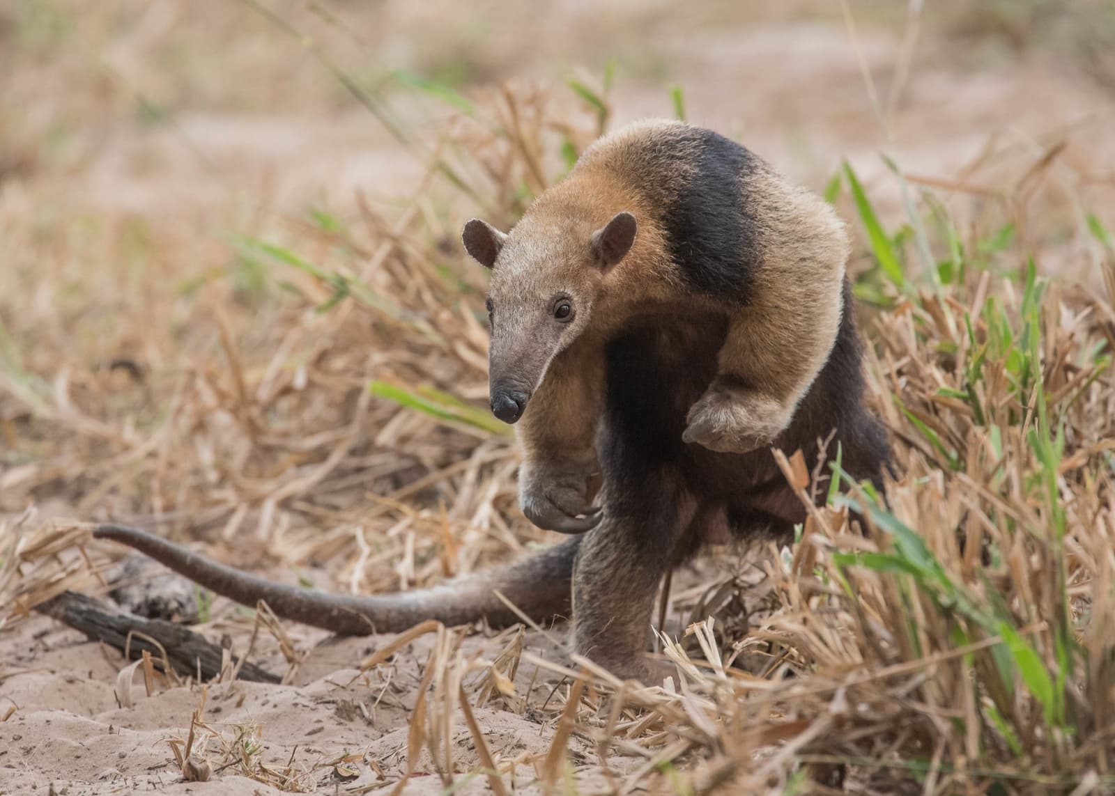 Small but mighty — the tamandua goes about its day, unbothered. Photo: Tris Enticknap A southern tamandua pauses mid-stride on sandy ground amid dry grass on a Pantanal Bonito tour wildlife encounter